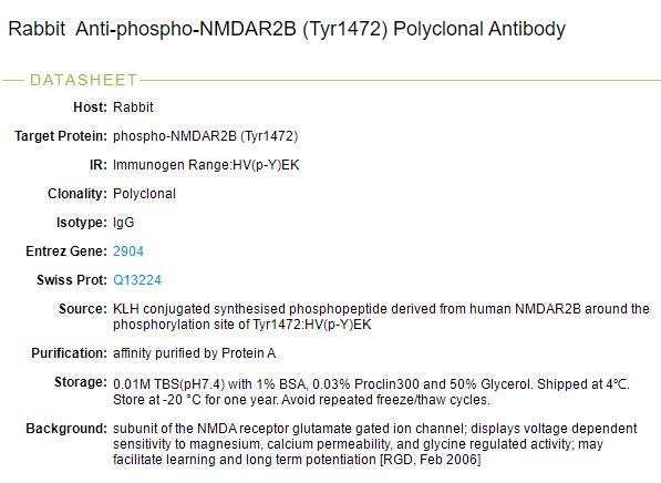磷酸化谷氨酸受体2B抗体