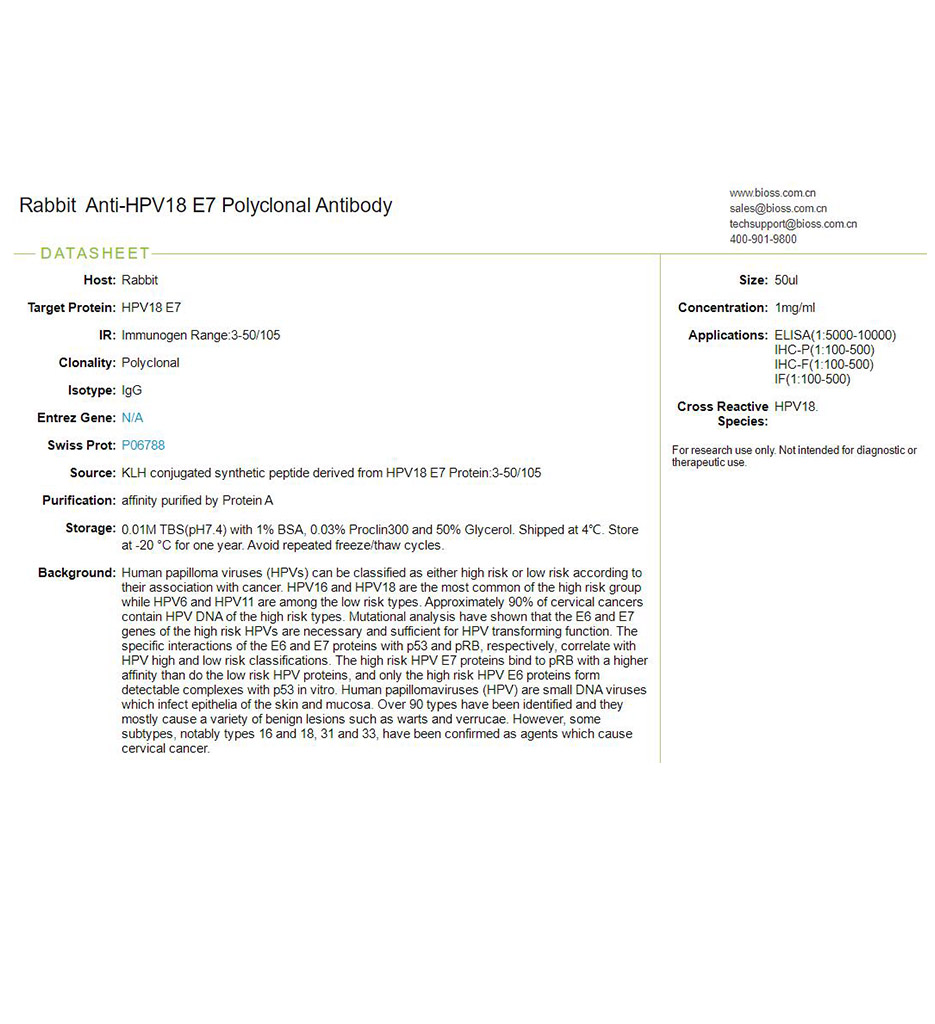 人类乳头状瘤病毒18 E7抗体