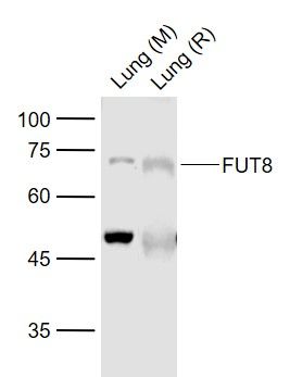 岩藻糖转移酶8抗体