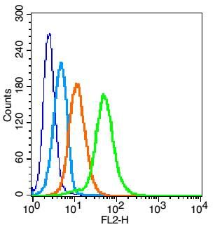唾液酸结合性免疫球蛋白样凝集素5抗体