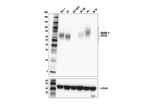 DNAM-1/CD226 (E8L9G) XP Rabbit mAb