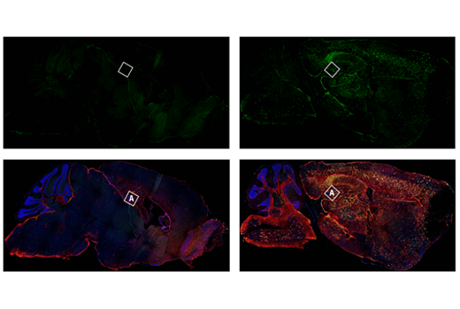 CD16/CD32 (2.4G2) Rat mAb (IF Formulated)