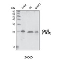 Cdc42 (11A11) Rabbit mAb