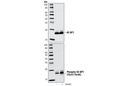 Phospho-4E-BP1 (Thr37/46) Antibody