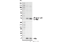 Phospho-cdc2 (Tyr15) Antibody
