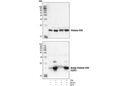 Histone H2A Antibody II