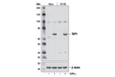 TAP1 Antibody