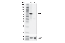 G3BP1 Antibody