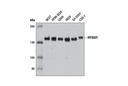 HYOU1 Antibody