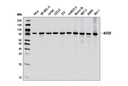 ACO2 Antibody
