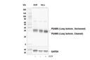 PGAM5 (Long Isoform) (E8C3L) Rabbit Monoclonal Antibody