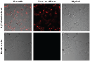 SignalSilence Control siRNA (Cy3 Conjugate)